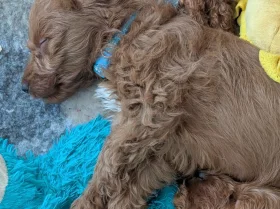 Labradoodle