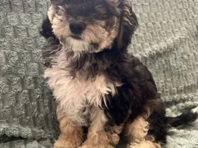 Labradoodle
