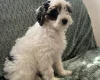 Labradoodle