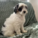 Labradoodle