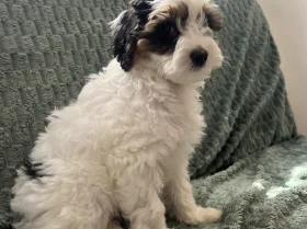 Labradoodle