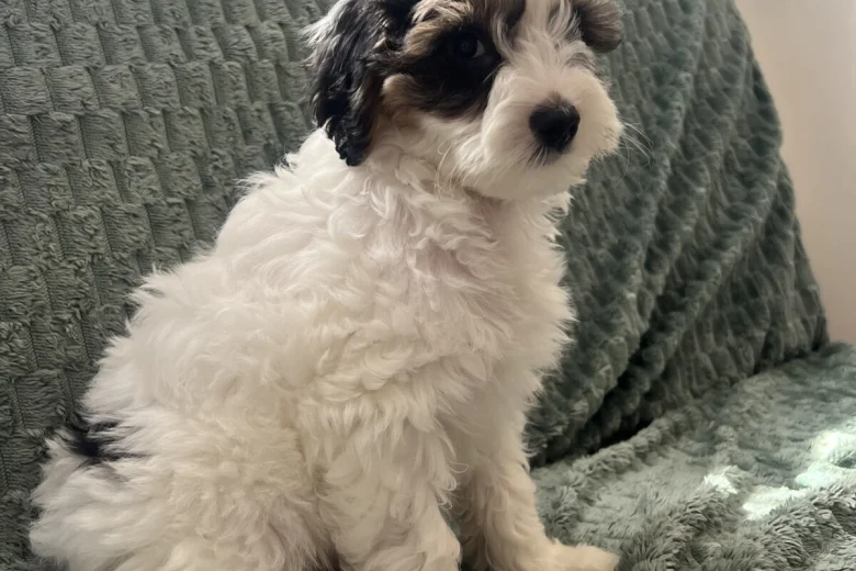 Labradoodle