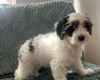 Labradoodle