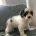 Labradoodle