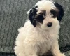 Labradoodle