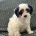 Labradoodle