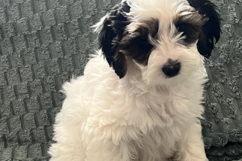 Labradoodle