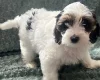 Labradoodle