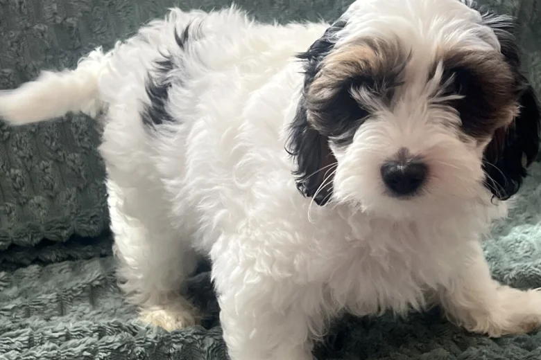 Labradoodle