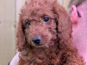 Labradoodle