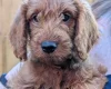 Labradoodle