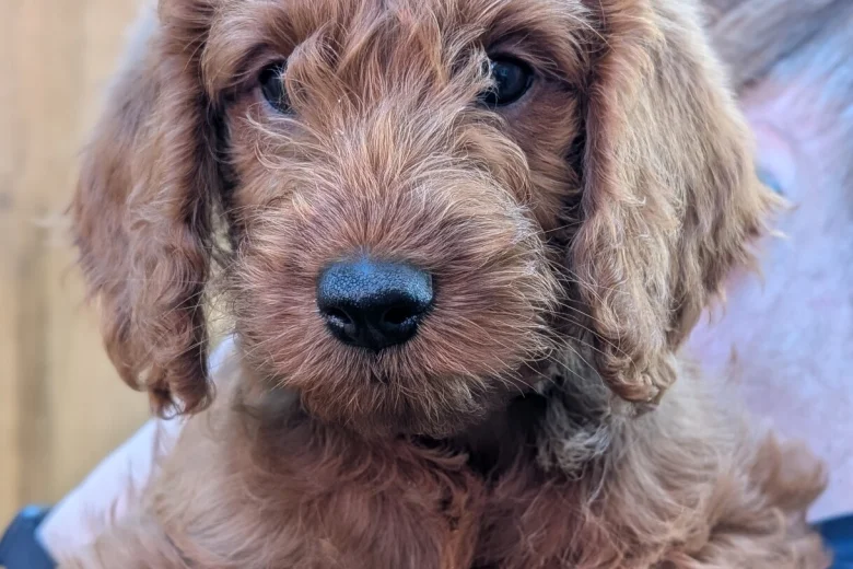 Labradoodle