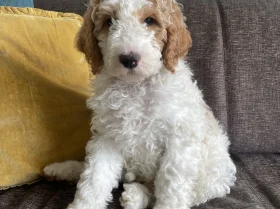 Labradoodle