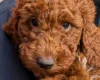 Labradoodle