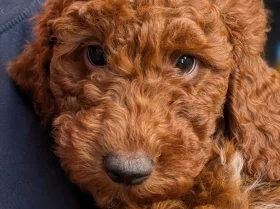 Labradoodle