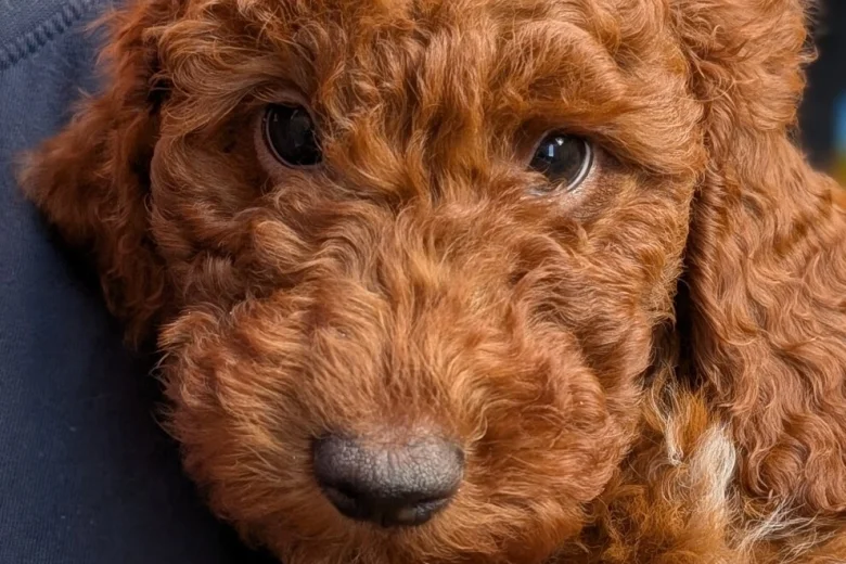 Labradoodle