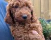 Labradoodle