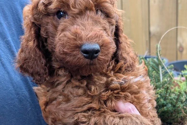 Labradoodle