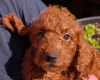 Labradoodle