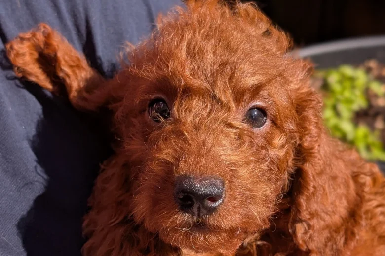 Labradoodle