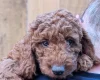 Labradoodle