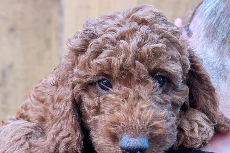 Labradoodle