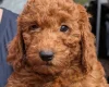 Labradoodle