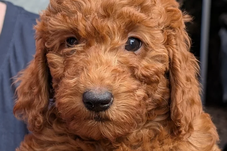 Labradoodle