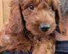 Labradoodle