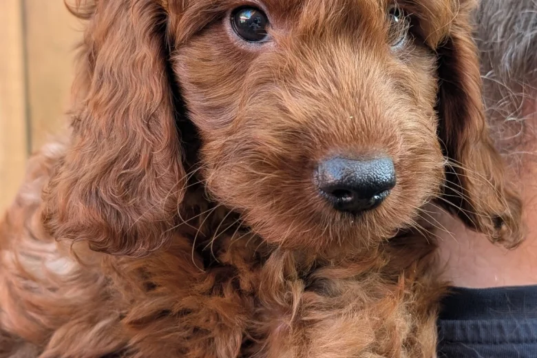 Labradoodle