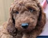 Labradoodle