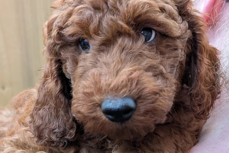 Labradoodle