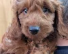 Labradoodle