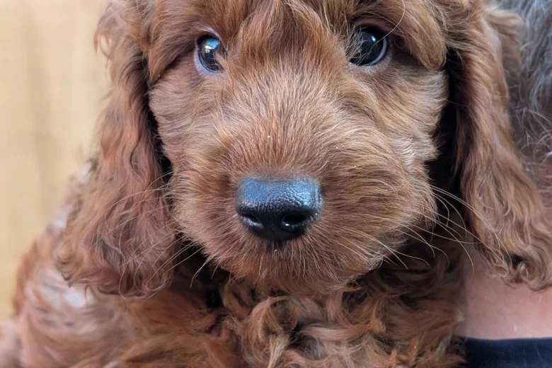 Labradoodle