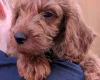 Labradoodle