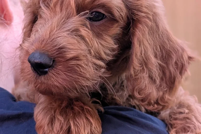 Labradoodle