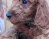 Labradoodle