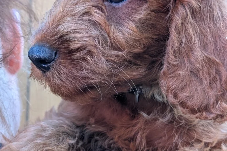 Labradoodle