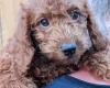Labradoodle