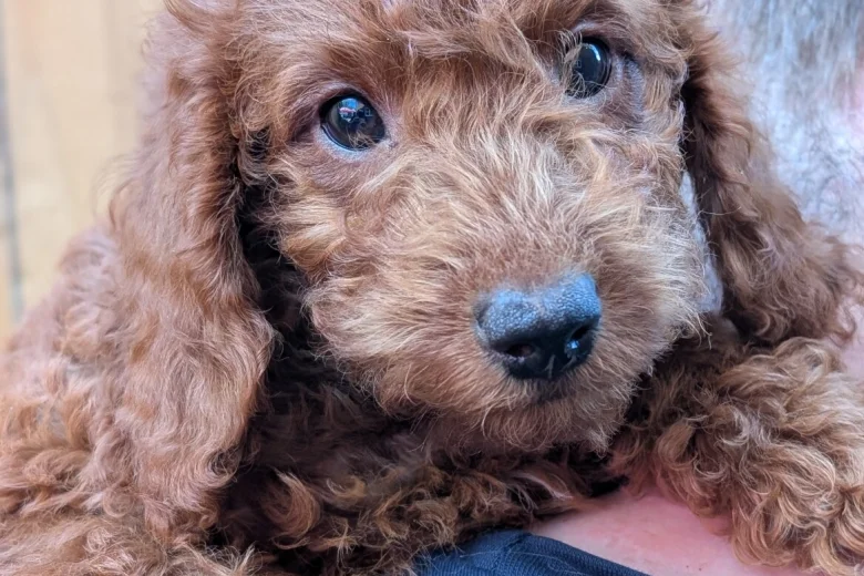 Labradoodle