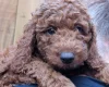 Labradoodle