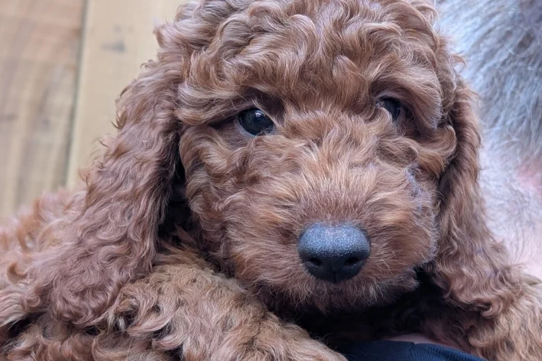 Labradoodle