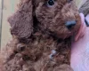 Labradoodle