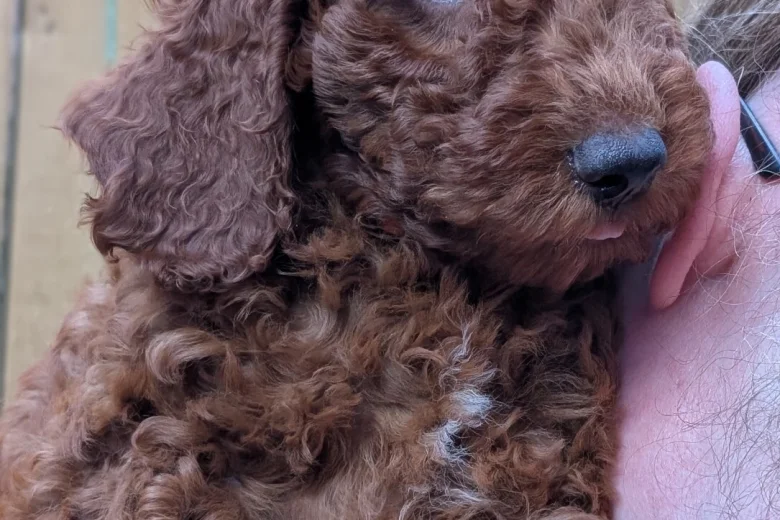 Labradoodle