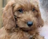 Labradoodle