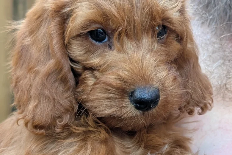 Labradoodle