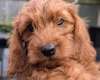 Labradoodle