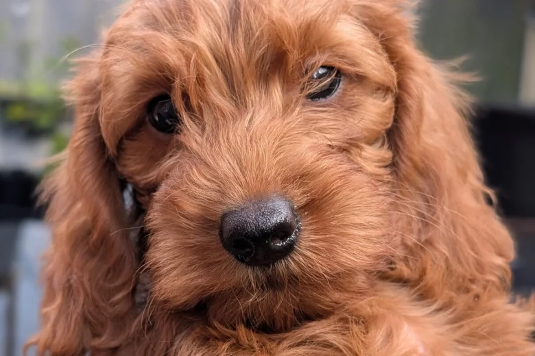 Labradoodle