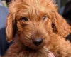 Labradoodle