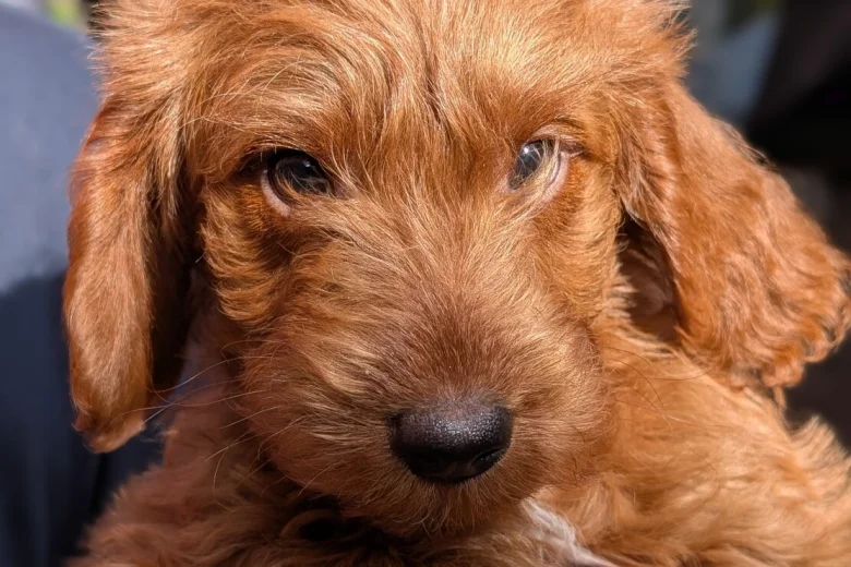 Labradoodle